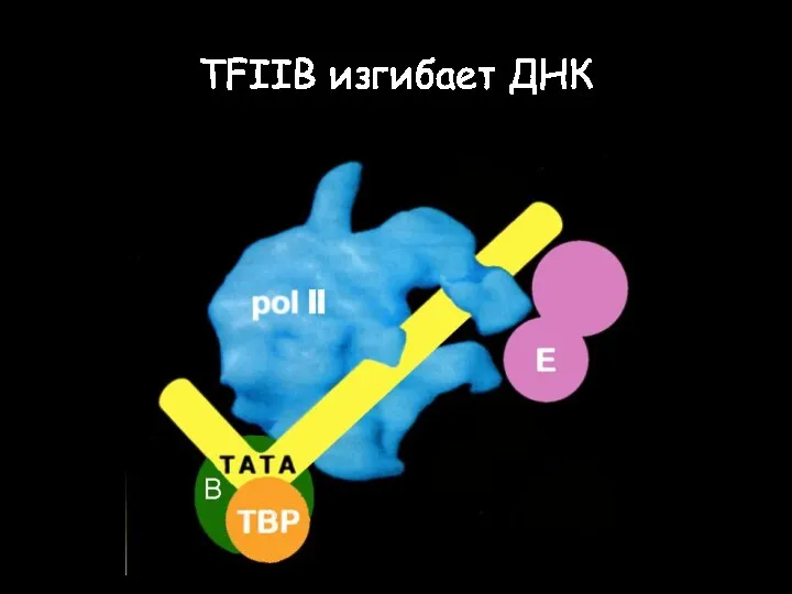 TFIIB изгибает ДНК