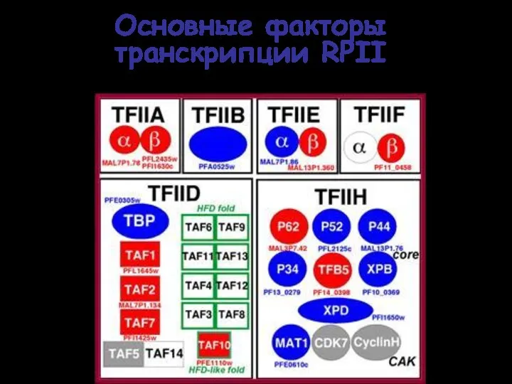 Основные факторы транскрипции RPII