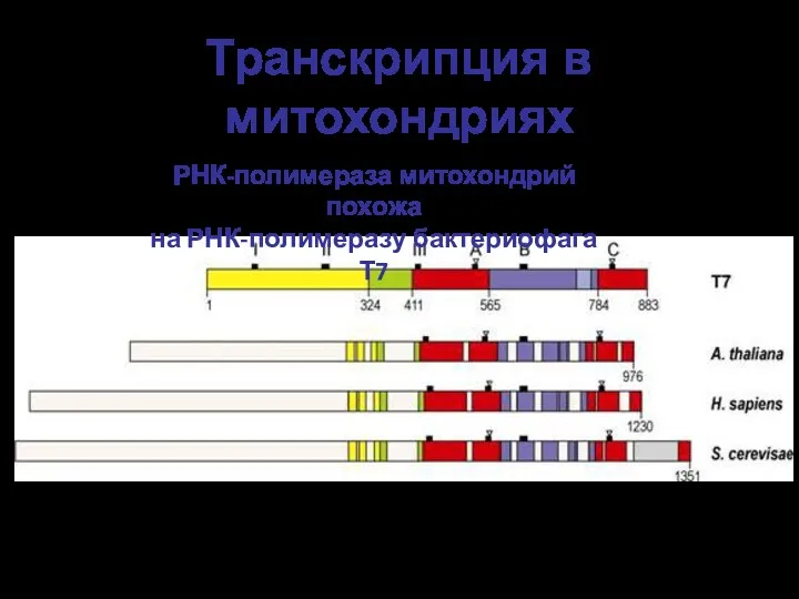 Транскрипция в митохондриях РНК-полимераза митохондрий похожа на РНК-полимеразу бактериофага Т7