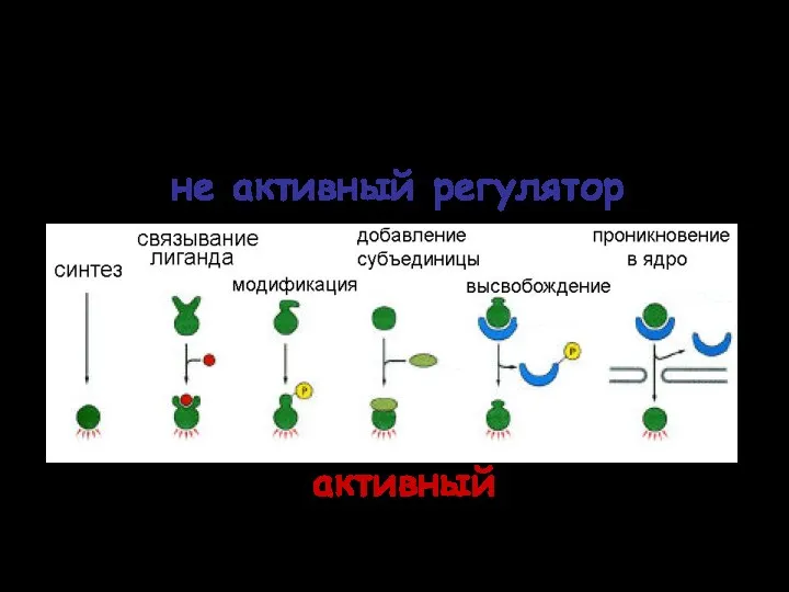 Способы активации регуляторов транскрипции активный не активный регулятор