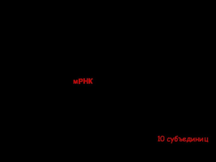 РНК полимеразы эукариот RNA Pol I синтезирует рРНК (28S, 18S,