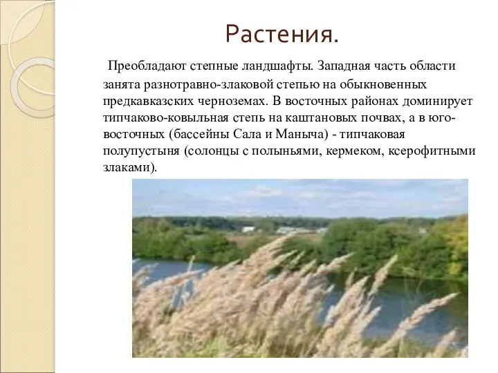 Растения. Преобладают степные ландшафты. Западная часть области занята разнотравно-злаковой степью