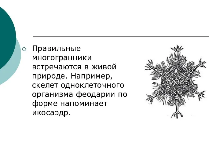 Правильные многогранники встречаются в живой природе. Например, скелет одноклеточного организма феодарии по форме напоминает икосаэдр.