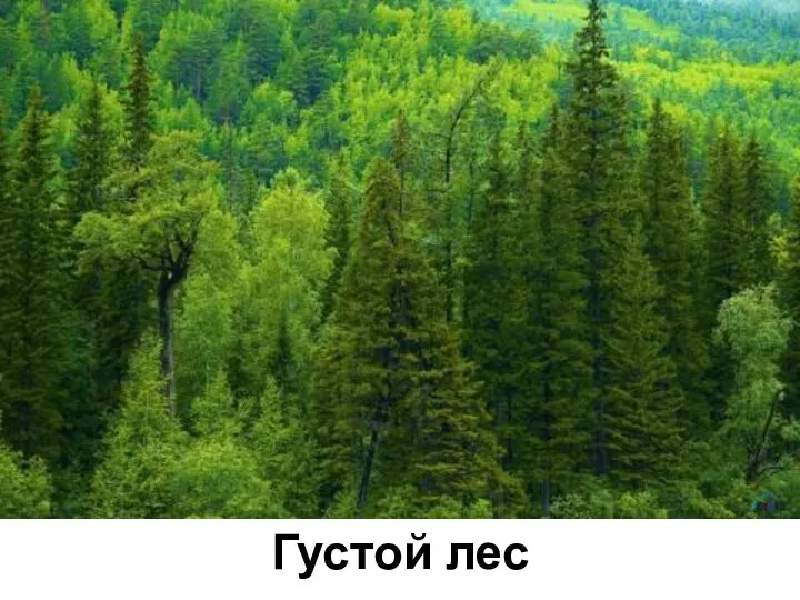 Густой лес