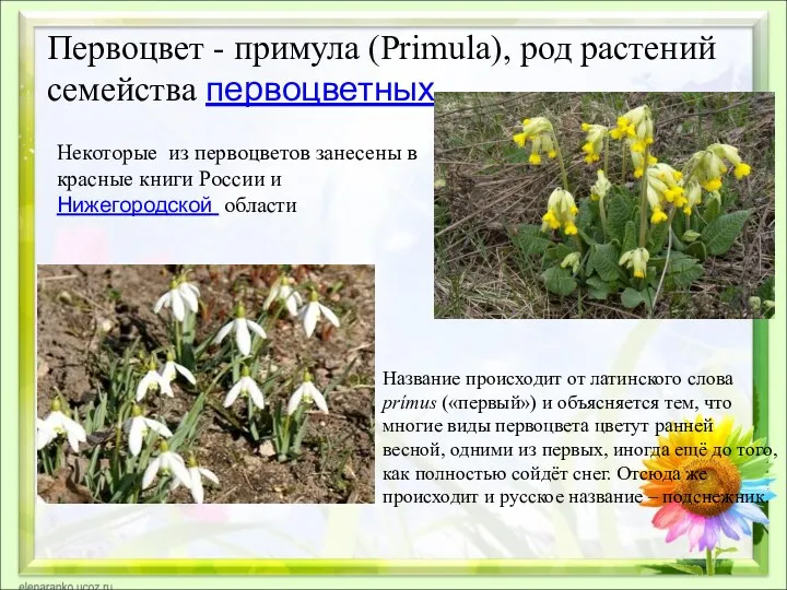 Первоцвет - примула (Primula), род растений семейства первоцветных Название происходит