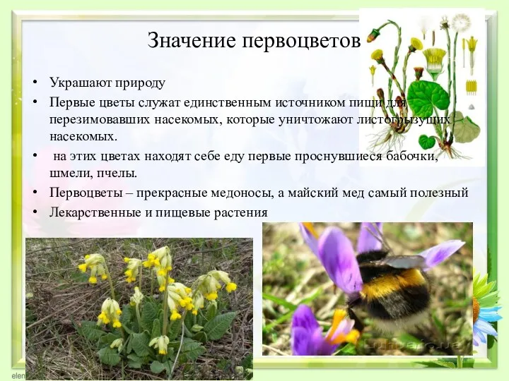 Значение первоцветов Украшают природу Первые цветы служат единственным источником пищи