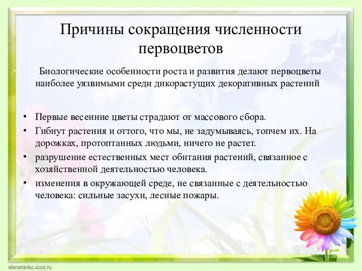 Причины сокращения численности первоцветов Биологические особенности роста и развития делают