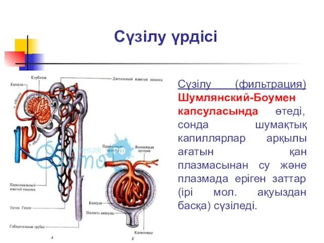 Сүзілу үрдісі Сүзілу (фильтрация) Шумлянский-Боумен капсуласында өтеді, сонда шумақтық капиллярлар