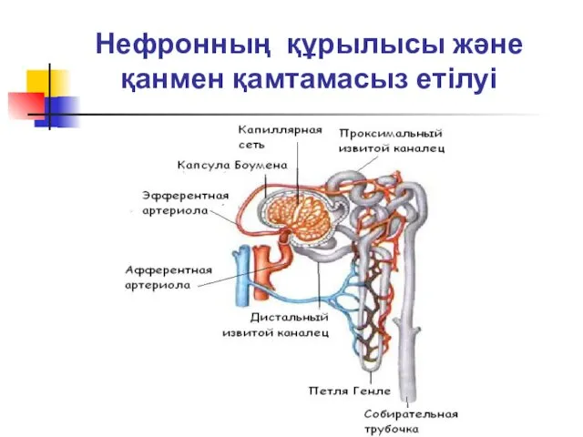 Нефронның құрылысы және қанмен қамтамасыз етілуі