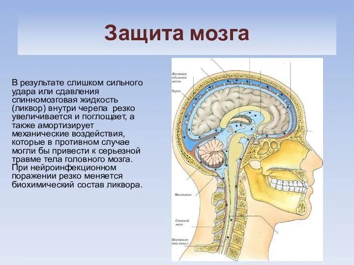 Защита мозга В результате слишком сильного удара или сдавления спинномозговая жидкость (ликвор) внутри