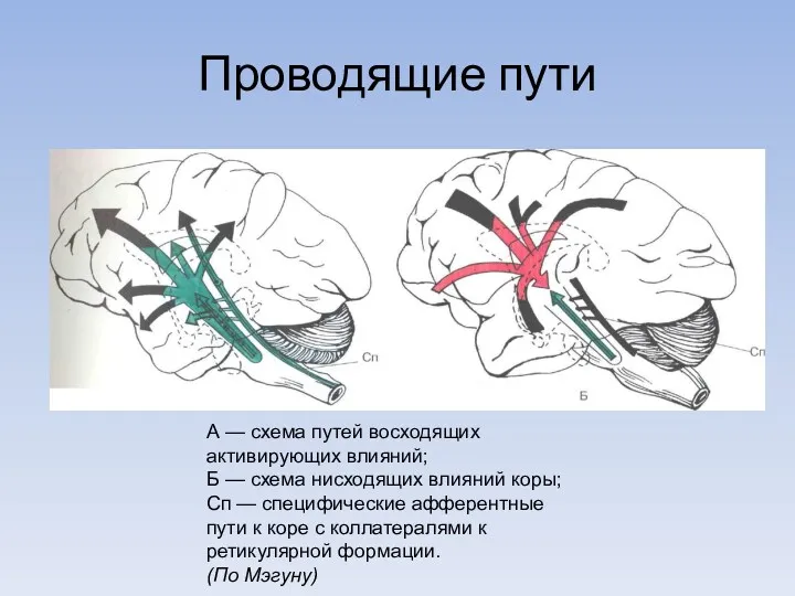 Проводящие пути А — схема путей восходящих активирующих влияний; Б — схема нисходящих