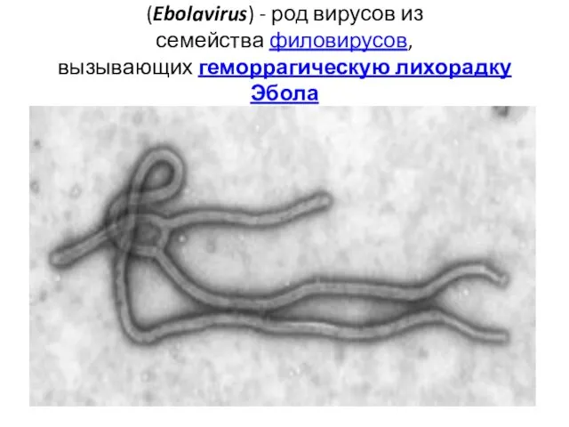 (Ebolavirus) - род вирусов из семейства филовирусов, вызывающих геморрагическую лихорадку Эбола