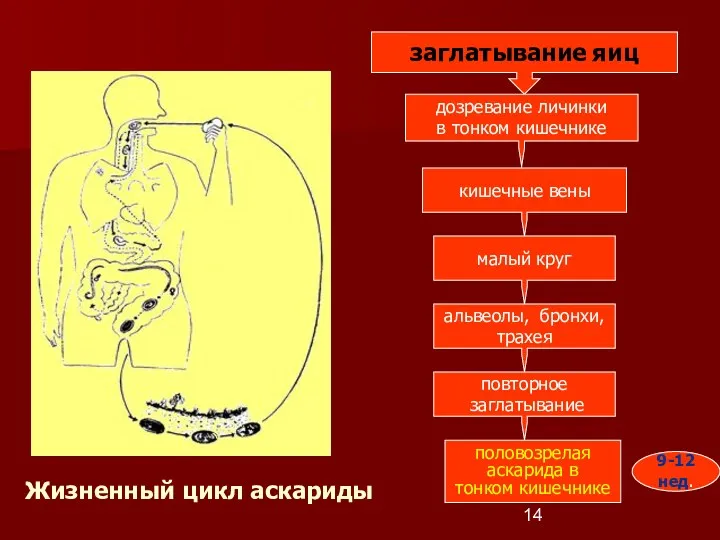 Жизненный цикл аскариды заглатывание яиц дозревание личинки в тонком кишечнике