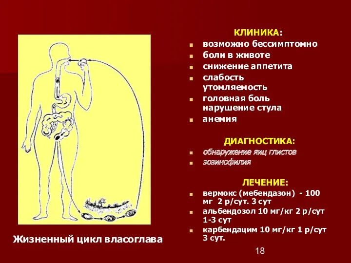 Жизненный цикл власоглава КЛИНИКА: возможно бессимптомно боли в животе снижение