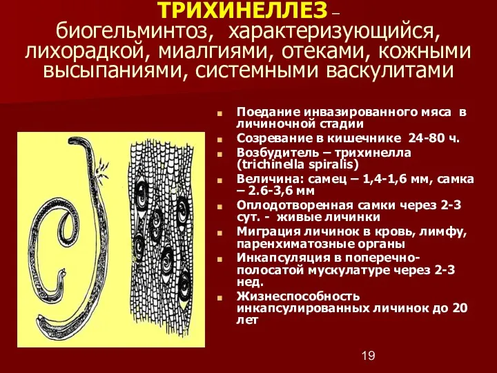 Поедание инвазированного мяса в личиночной стадии Созревание в кишечнике 24-80