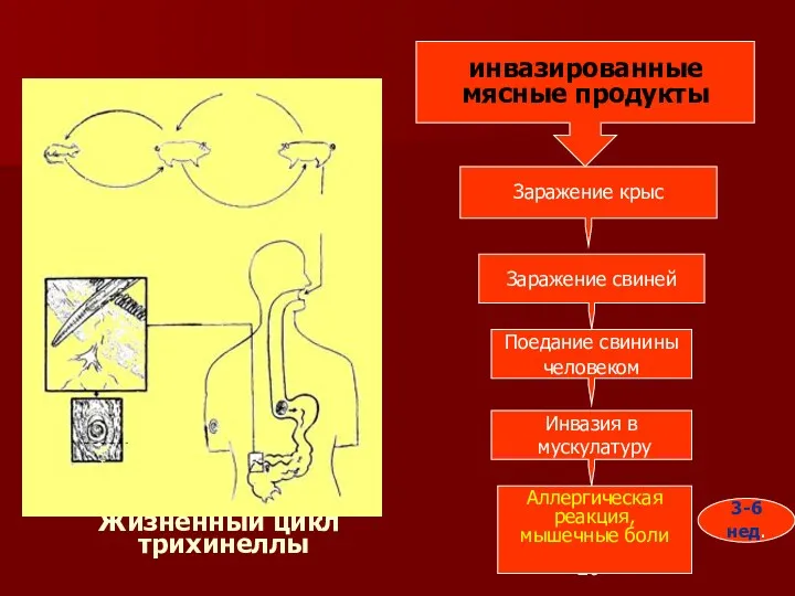 Жизненный цикл трихинеллы инвазированные мясные продукты Заражение крыс Заражение свиней