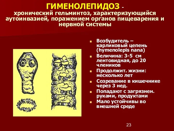 Возбудитель – карликовый цепень (hymenolepis nana) Величина: 3-5 cм лентовидная,