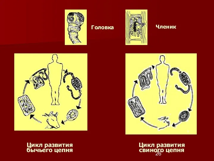 Цикл развития бычьего цепня Цикл развития свиного цепня Членик Головка