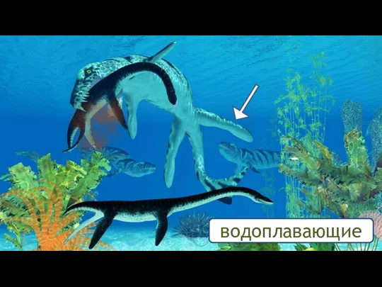 водоплавающие