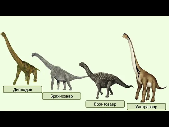 Диплодок Брахиозавр Бронтозавр Ультразавр