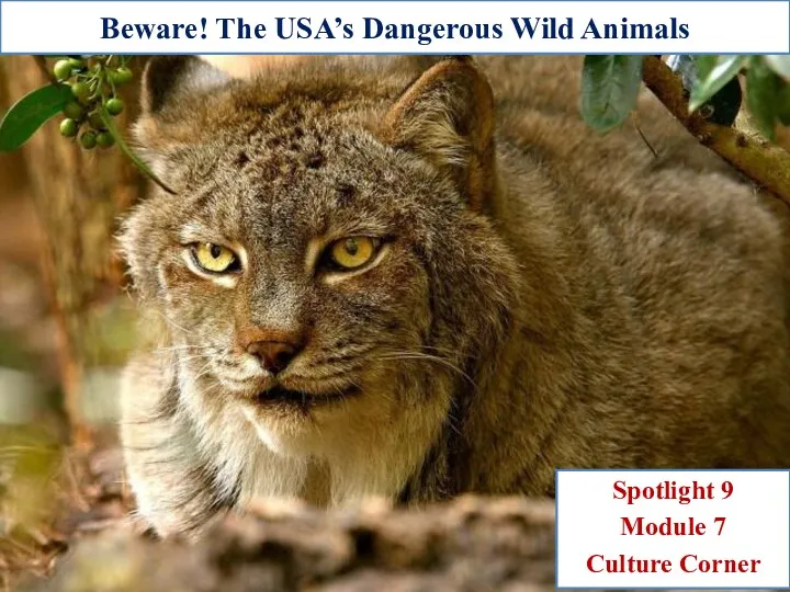 Beware! The USA’s Dangerous Wild Animals Spotlight 9 Module 7 Culture Corner