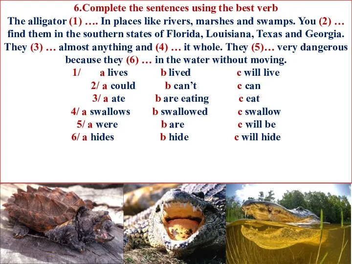 6.Complete the sentences using the best verb The alligator (1)