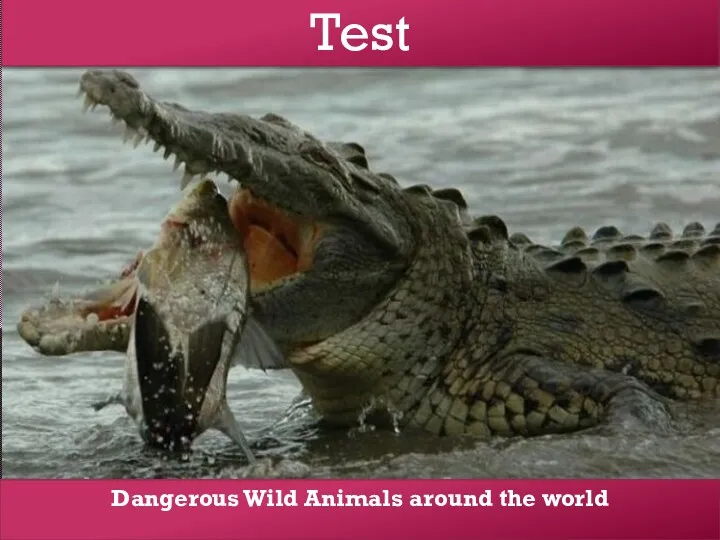 Test Dangerous Wild Animals around the world