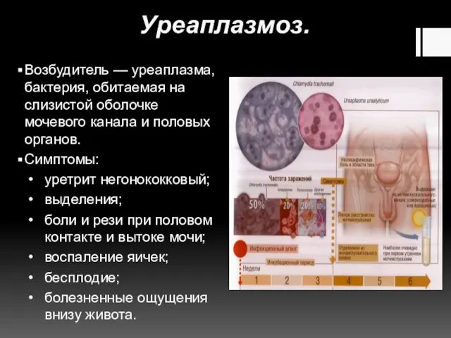 Уреаплазмоз. Возбудитель — уреаплазма, бактерия, обитаемая на слизистой оболочке мочевого