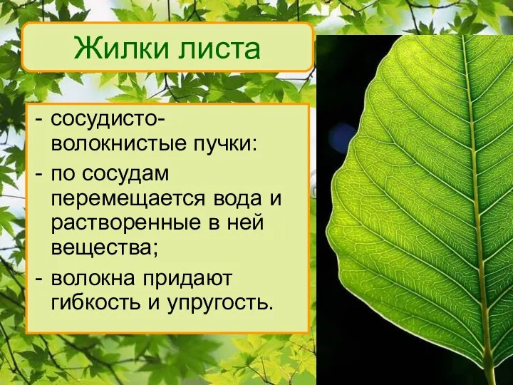 Жилки листа сосудисто- волокнистые пучки: по сосудам перемещается вода и