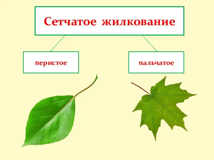 Сетчатое жилкование перистое пальчатое