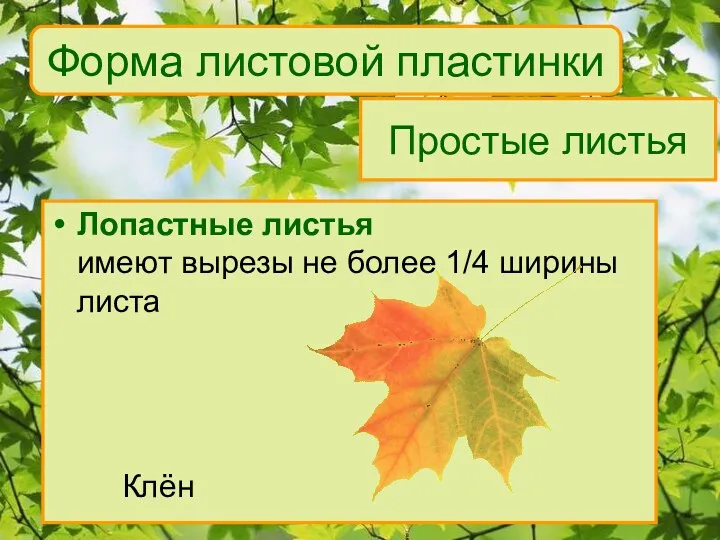 Форма листовой пластинки Лопастные листья имеют вырезы не более 1/4 ширины листа Клён Простые листья