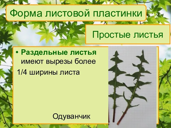 Форма листовой пластинки Раздельные листья имеют вырезы более 1/4 ширины листа Одуванчик Простые листья