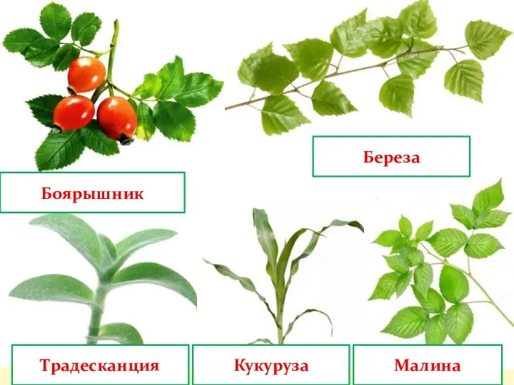 Боярышник Береза Кукуруза Малина Традесканция