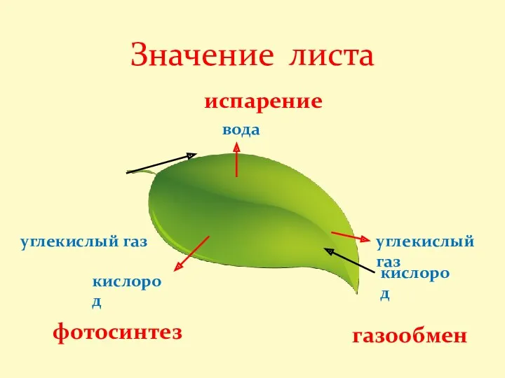 испарение вода Значение листа углекислый газ углекислый газ кислород кислород фотосинтез газообмен