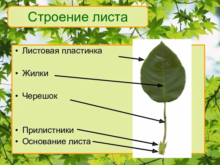 Листовая пластинка Жилки Черешок Прилистники Основание листа Строение листа