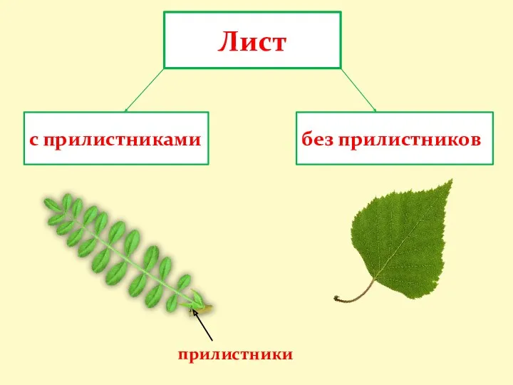 прилистники Лист с прилистниками без прилистников