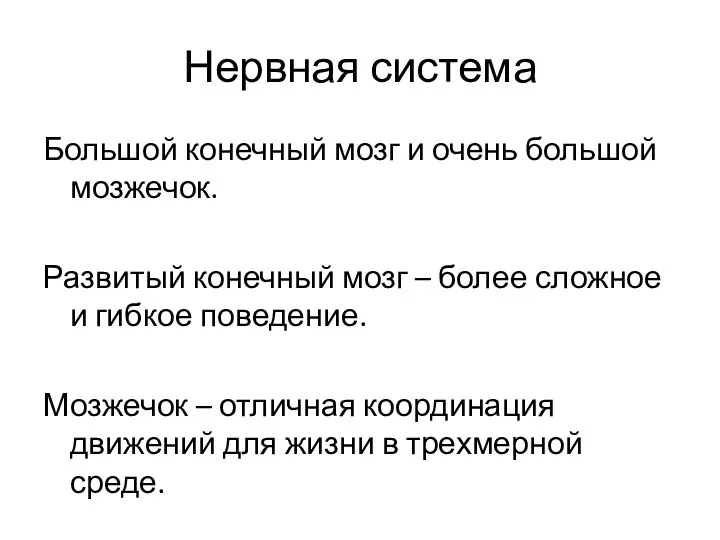 Нервная система Большой конечный мозг и очень большой мозжечок. Развитый