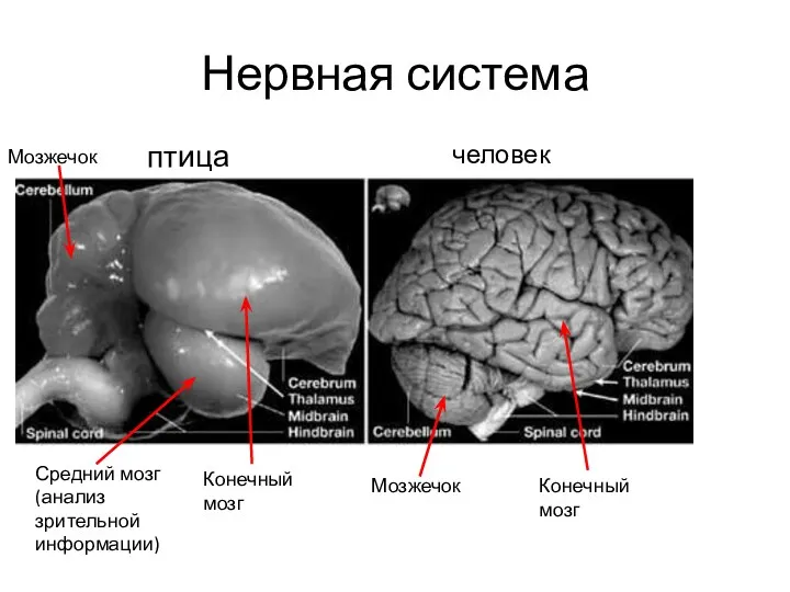 Нервная система человек птица Мозжечок Мозжечок Средний мозг (анализ зрительной информации) Конечный мозг Конечный мозг