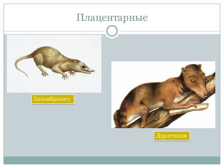 Плацентарные Заламбдалест Дурлстодон