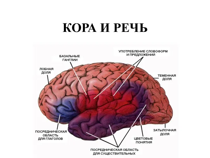 КОРА И РЕЧЬ