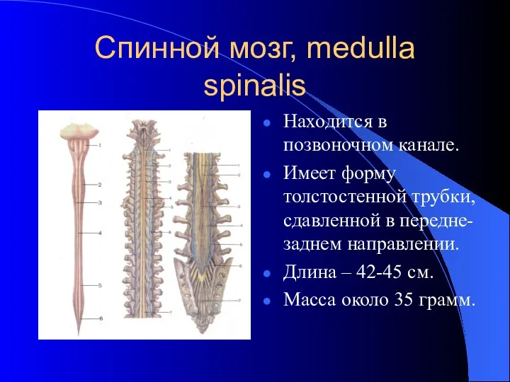 Спинной мозг, medulla spinalis Находится в позвоночном канале. Имеет форму толстостенной трубки, сдавленной
