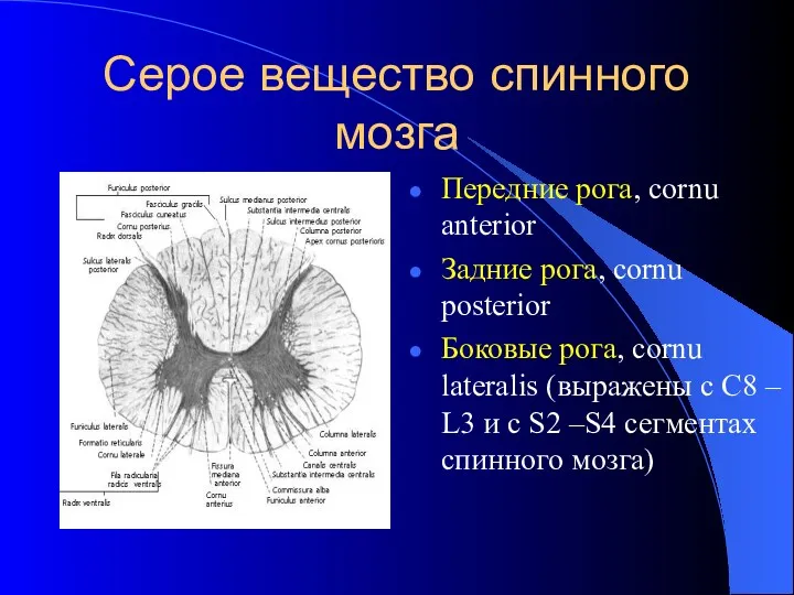 Cерое вещество спинного мозга Передние рога, cornu anterior Задние рога, cornu posterior Боковые