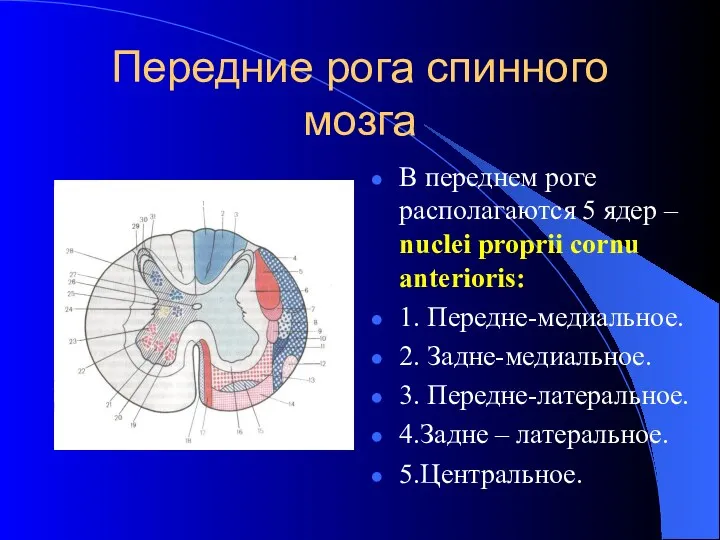 Передние рога спинного мозга В переднем роге располагаются 5 ядер – nuclei proprii