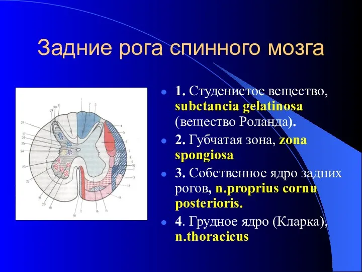 Задние рога спинного мозга 1. Студенистое вещество, subctancia gelatinosa (вещество Роланда). 2. Губчатая