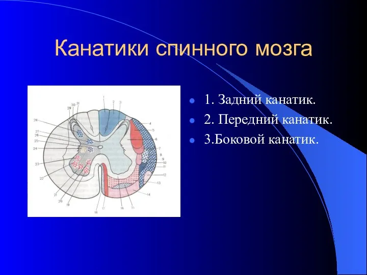 Канатики спинного мозга 1. Задний канатик. 2. Передний канатик. 3.Боковой канатик.