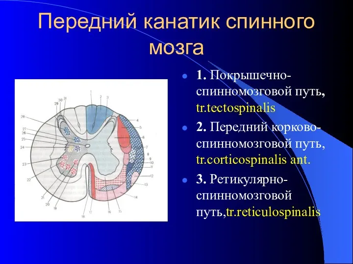 Передний канатик спинного мозга 1. Покрышечно-спинномозговой путь, tr.tectospinalis 2. Передний корково-спинномозговой путь, tr.corticospinalis