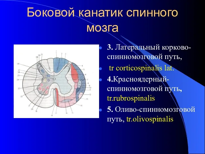 Боковой канатик спинного мозга 3. Латеральный корково-спинномозговой путь, tr corticospinalis lat. 4.Красноядерный-спинномозговой путь,