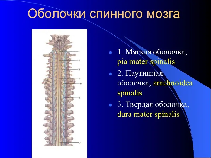 Оболочки спинного мозга 1. Мягкая оболочка, pia mater spinalis. 2. Паутинная оболочка, arachnoidea