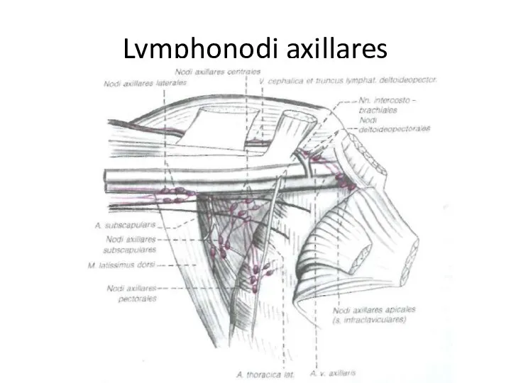 Lymphonodi axillares