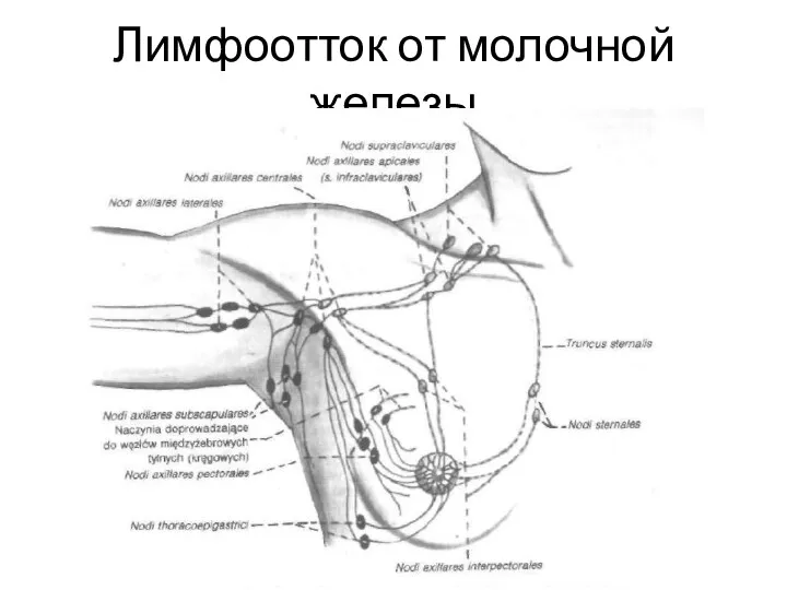 Лимфоотток от молочной железы